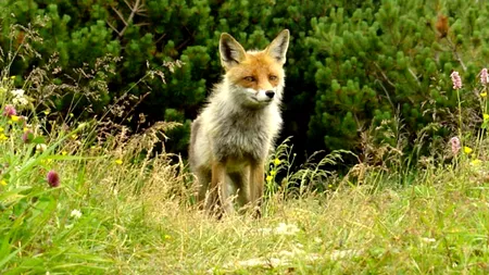 Doi minori sunt cercetați de polițiștii din Dolj după ce au omorât o vulpe. Cine le-a fost complice