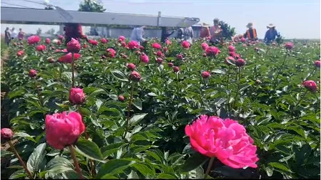 Sfaturi utile pentru crescătorii de BUJORI. Cum se îngrijesc aceste plante, în luna martie, pentru a avea flori mari, frumoase și parfumate