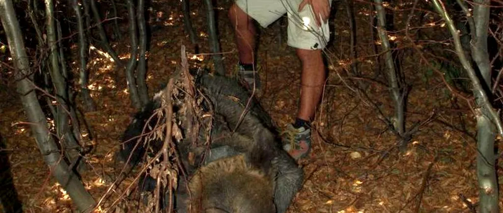 Un urs brun din Maramureș, monitorizat de WWF, OMORÂT DE BRACONIERI
