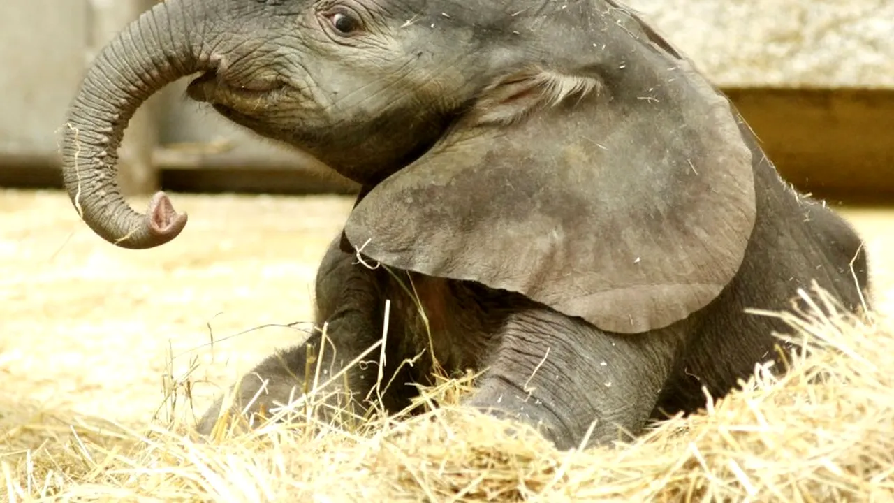 Premieră la o grădină zoologică din Austria. O femelă elefant a rămas însărcinată printr-o procedură revoluționară