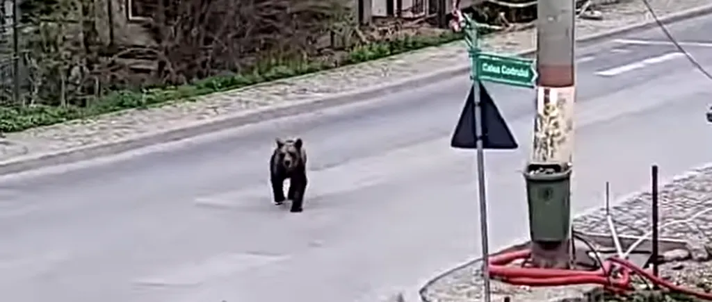 Un urs a fost filmat pe o stradă din Sinaia. Primarul localității: „Sunt peste tot”