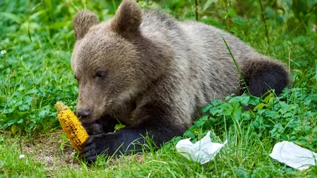 Câți urși pot fi împușcați sau vânați în Gorj. Ce arată planul la nivel național