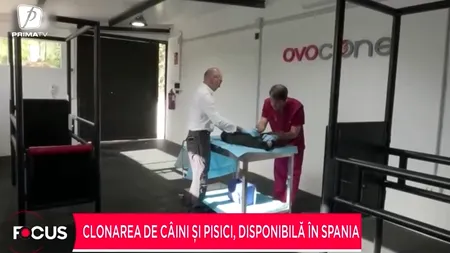 CLONAREA câinilor și pisicilor, posibilă într-un laborator din Spania. „Sunt copii aproape identice”