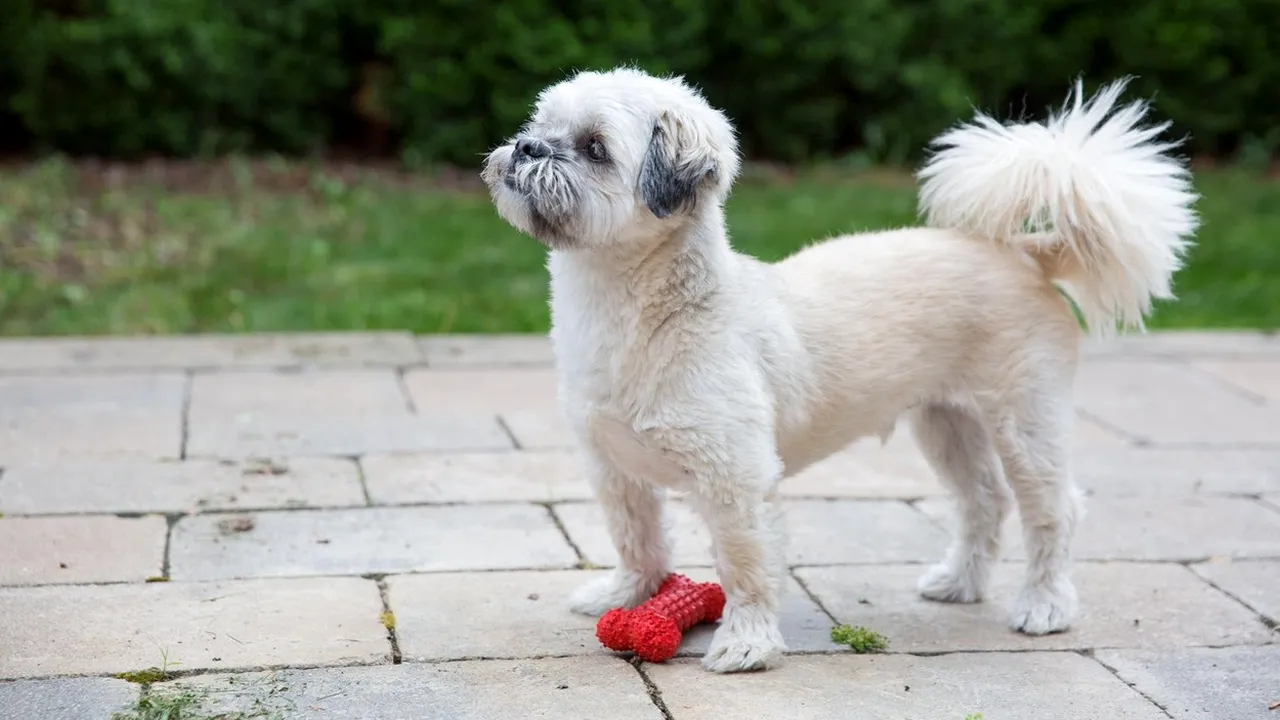 Directorul unei agenţii imobiliare a fost ARESTAT pentru că a vândut o casă unui câine. Bărbatul e acuzat de „subminarea valorilor morale”