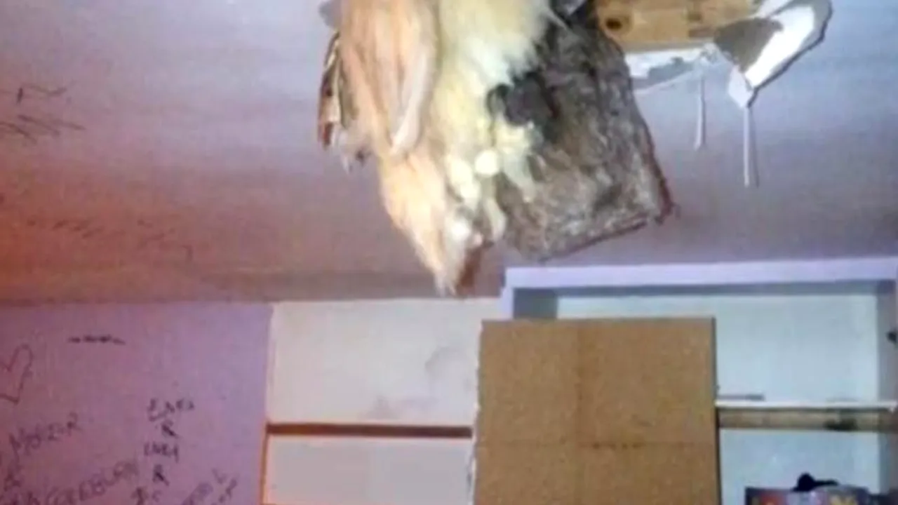 Au vrut să reproducă 