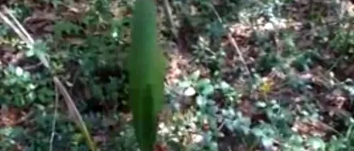 VIDEO. Planta dansatoare - descoperirea dintr-o pădure. Este cel mai ciudat lucru pe care l-am văzut vreodată