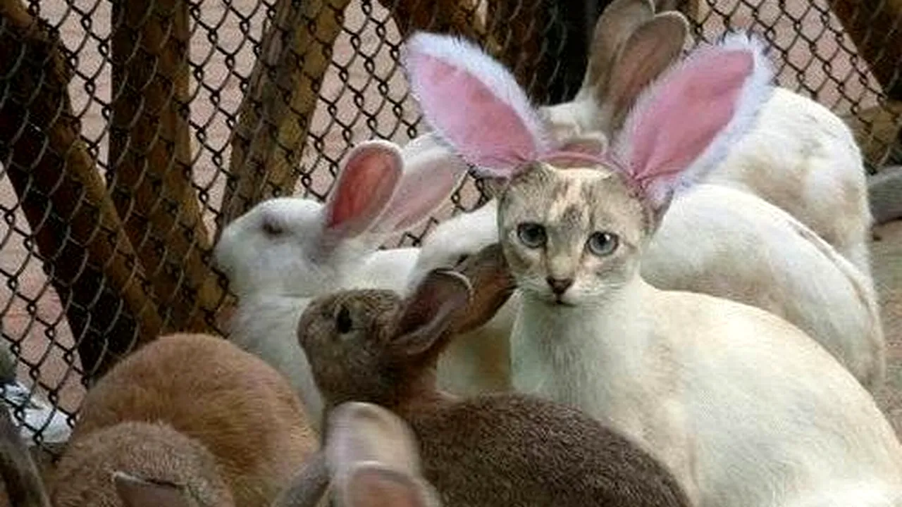 MESAJE DE PAȘTE. Trimite cele mai amuzante felicitări și urări prin SMS DE PAȘTE