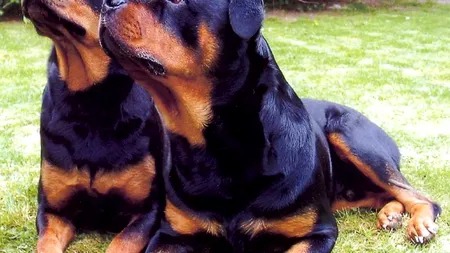 Un bărbat din Vaslui a ajuns în stare gravă la spital după ce a fost atacat de doi câini Rottweiler