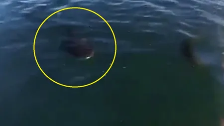 Cum a spraviețuit un surfer confruntării cu un rechin - VIDEO