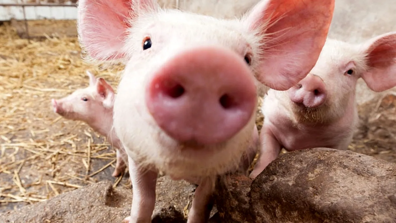 Organe umane, crescute în porci. Scandalul declanșat de oamenii de știință din SUA