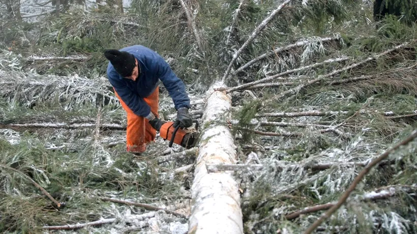 Un bărbat din Bacău tăia lemne în pădure când în față i-a apărut o ursoaică. Cum a reușit să scape în ultimul moment