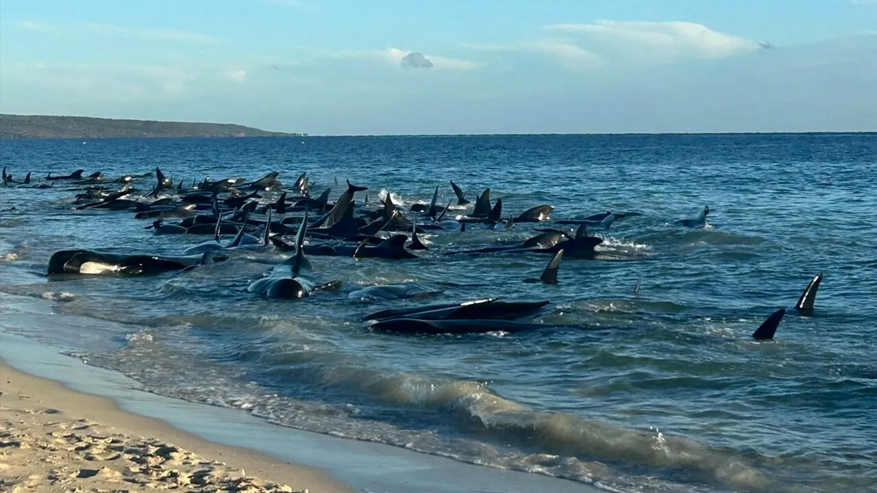100 de balene-pilot, eșuate în largul coastelor Australiei! „Vom avea multe DECESE în orele următoare”