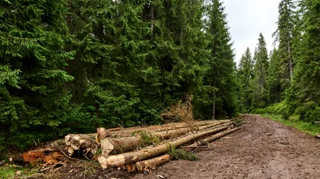 Percheziții în mai multe județe, într-o operațiune națională ce vizează infracțiuni silvice, informatice și economice