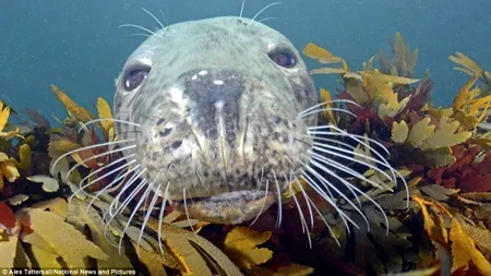 GALERIE FOTO. Ședință foto subacvatică: focile care s-au îndrăgostit de cameră