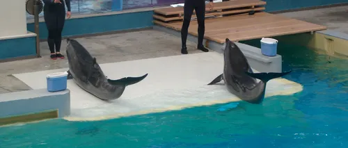 Delfinii de la Delfinariul din Constanța, cel mai bun spectacol din acest an. VIDEO