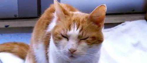 VIDEO: Cum să îți înțelegi mai bine pisica. Cei mai mulți dintre stăpâni nu înțeleg ce reprezintă aceste gesturi