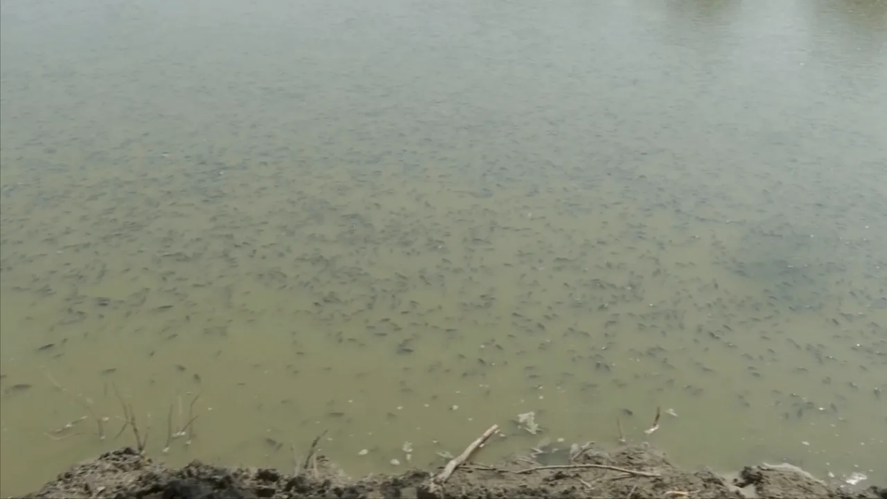 Mii de pești, găsiți morți într-o baltă din apropierea orașului Galați. Care este cauza - FOTO