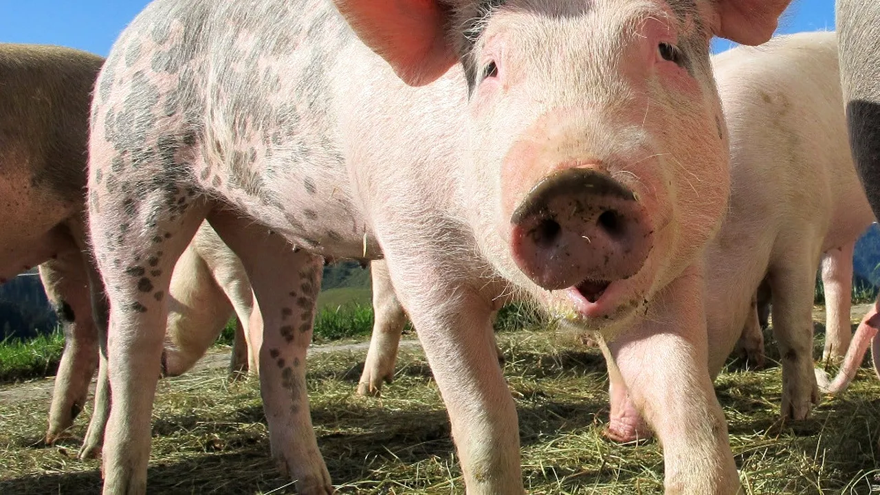 Două noi cazuri de pestă porcină africană la porci domestici și mistreți
