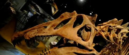 A fost descoperită o nouă specie de dinozaur