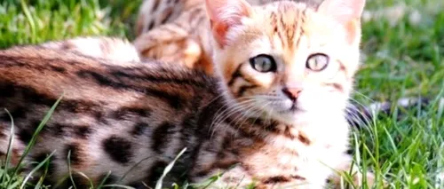 Una dintre cele mai scumpe rase de pisici din lume, crescută și în România