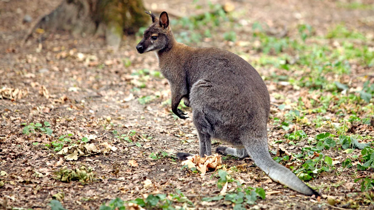 Un al treilea cangur a murit la Grădina Zoologică Bucov din Ploiești
