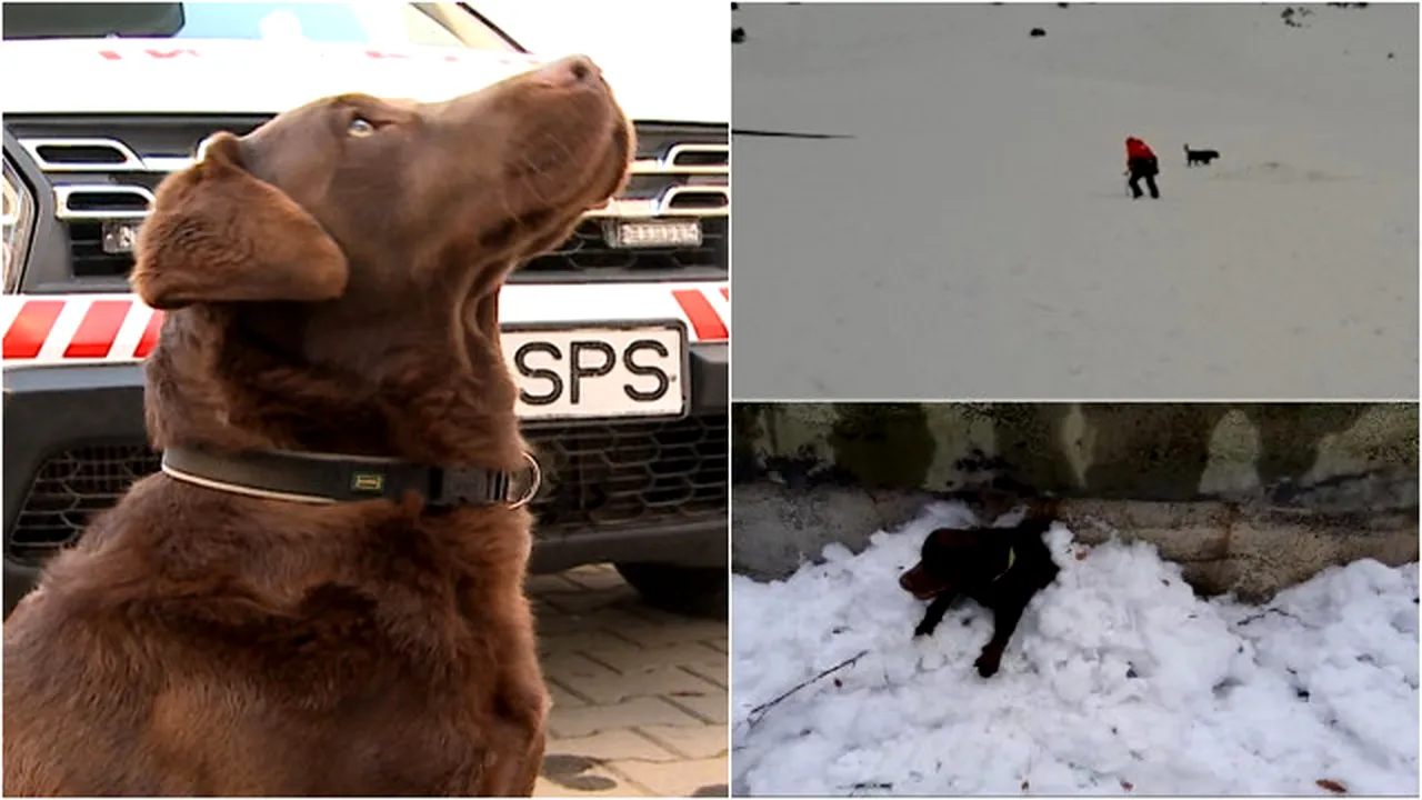 POVESTEA lui Lucky, labradorul care salvează oamenii prinşi în avalanşe pe pârtiile din Mureş