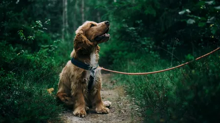 INCREDIBIL! Fostul iubit plătise un asasin să o ucidă, însă femeia a fost salvată în ultimul moment de câinele ei!