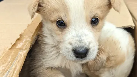 Căței de o lună, ABANDONAȚI într-un parc din Capitală. „Doar norocul a făcut diferența dintre viață și moarte”