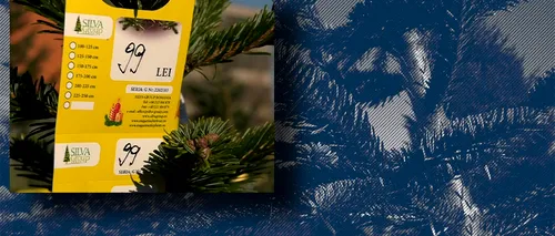 EXCLUSIV VIDEO | Bradul, simbolul Crăciunului. Cât costă ACUM arborii în piețe și în hypermarketuri: „Prețurile sunt bune”