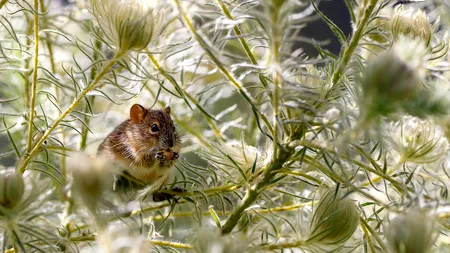 VIDEO. Florin Cîțu, despre șobolanii de pe străzile din București: Responsabilitatea este la autoritățile locale