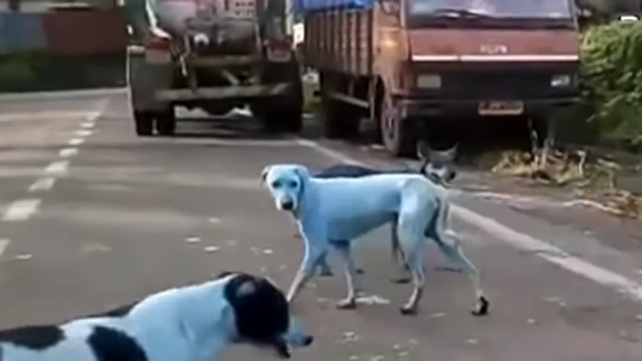 Orașul în care au apărut câinii cu blana albastră. Motivul este incredibil. VIDEO 