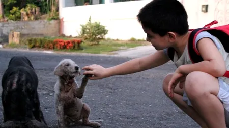 Târg de adopții pentru câini maidanezi, în cetatea istorică din Alba Iulia