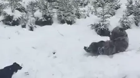 A nins pe Valea Prahovei: Un pui de urs a fost filmat în timp ce se juca în zăpadă. VIDEO