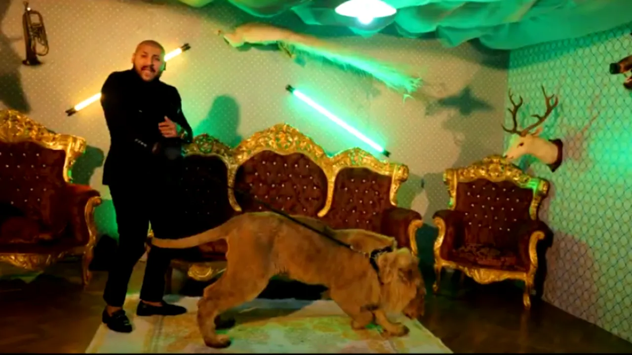 EXCLUSIV. Unde ar putea fi leul lui Dani Mocanu și cum a reușit manelistul să filmeze cu un animal atât de feroce: „Am suspiciunea că a fost injectat pentru a fi calm. Un leu nu se poartă așa”
