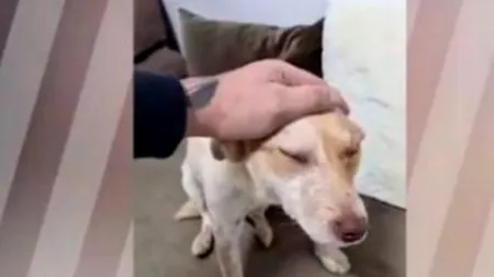 Cățelul incendiat de minori a primit un nume. Urmează să fie adoptat