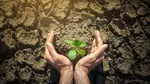 Ce arbore să plantezi în grădină, în luna iunie, pentru a atrage norocul și prosperitatea