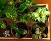 Planta care atrage abundența și norocul în viața ta, în luna iulie, potrivit experților Feng Shui. Se spune că ar putea fi un „talisman” al casei