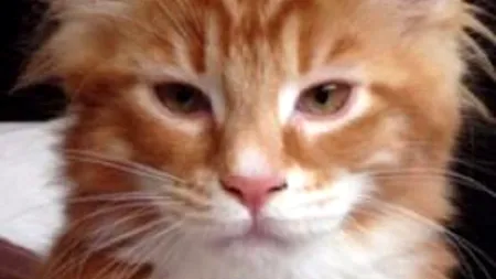 Cum arată acum cea mai lungă pisică din lume. Se pregătește să intre în Cartea Recordurilor