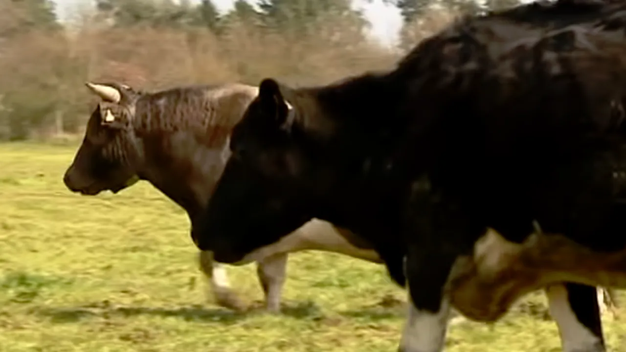 VIDEO Bovinele  sunt în PERICOL din cauza turbinelor eoliene și a panourilor solare