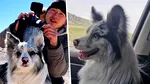 Un câine celebru din China, cu 1,5 milioane de urmăritori pe rețelele de socializare, a sfârșit în farfurie după ce hoții l-au vândut unui restaurant