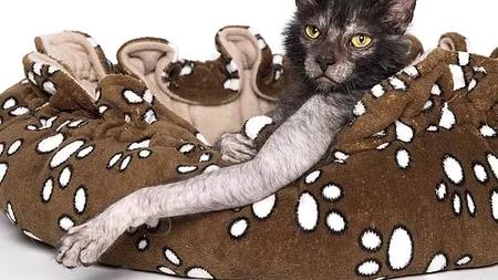 FOTO Cum arată cea mai urâtă pisică din lume. Seamănă cu un vârcolac