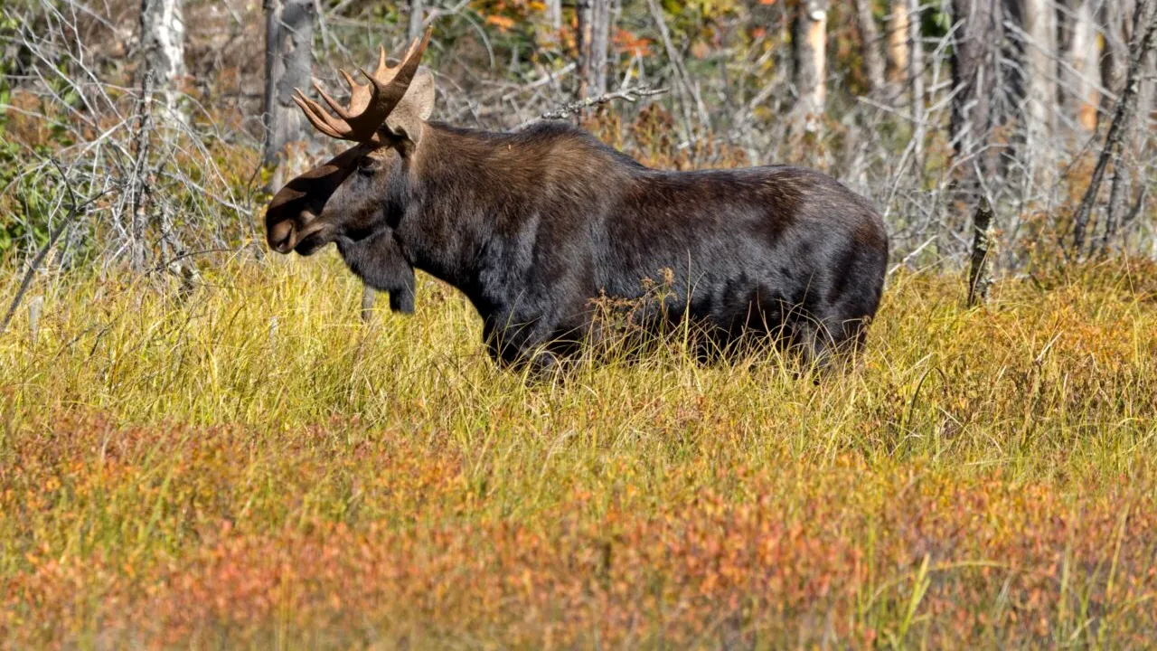 Animalul rar întâlnit în România, cu un farmec aparte. Deși unii îl consideră neatractiv, în țara noastră mai există doar câteva exemplare