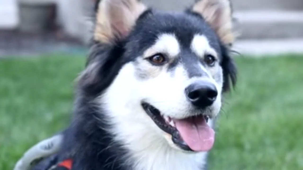 Salvare spectaculoasă pentru un husky născut cu lăbuțele din față deformate 