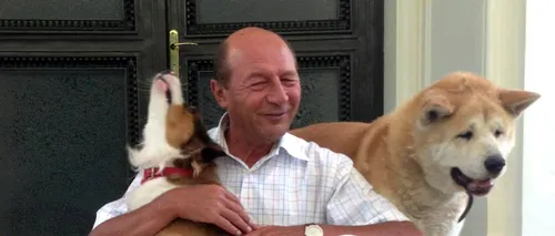 Decizie a Curții Constituționale: câinii maidanezi pot fi eutanasiați. Băsescu a promulgat legea