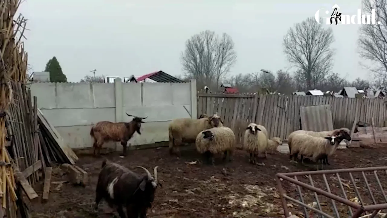 FOTO, VIDEO | Invazie de șacali într-o localitate din județul Dolj. Zeci de animale au fost ucise