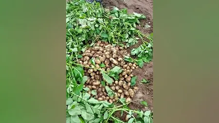 Cu cât se vinde un kilogram de cartofi noi în piețele din București. Prețul e HALUCINANT