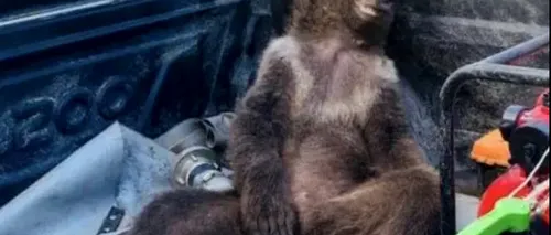 VIDEO | Un pui de urs brun din Turcia s-a intoxicat cu „miere halucinogenă”. Albinele care au produs-o consumaseră nectar dintr-o anumită plantă