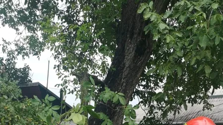 Vijeliile puternice au făcut pagube și victime: Oameni răniți de copaci căzuți, mașini avariate, cabluri electrice rupte