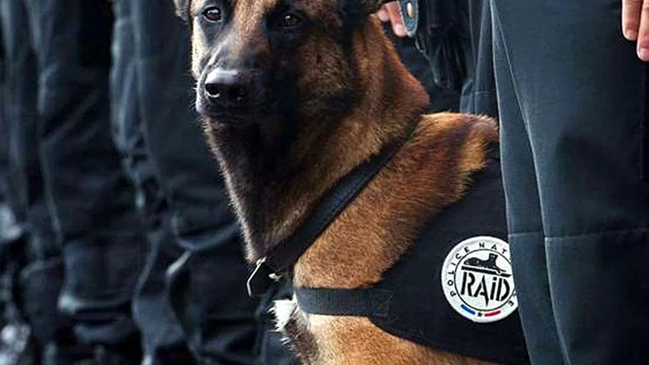 Diesel, cainele-erou din asaltul de la Saint-Denis