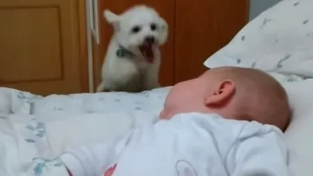 Cum reacționează un cățeluș la prima întâlnire cu bebelușul unei familii